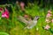 Hummingbird visits pink small flowers in some drizzle