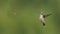 Hummingbird and Wasp Meet in Flight
