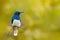 Hummingbird White-necked Jacobin, Florisuga mellivora, sitting next to beautiful yellow flower with clear bloom background