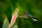 Hummingbird White-tailed Sabrewing flying next to beautiful Strelitzia red flower. Hummingbird in fly. Action wildlife scene from