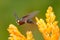 Hummingbird with yellow flower, fly. Beautiful flowered habitat with bird. Little Hummingbird flight Purple-throated Woodstar, Ca