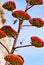 Hummingbirds around an Agave Bloom