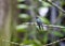 Hummingbirds on a branch Close up in sunny day