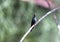 Hummingbirds on a branch Close up in sunny day