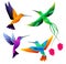 Hummingbirds collection. Exotic tropical little birds flying vector cartoon set