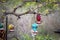 Hummingbirds feeding at feeders hanging from tree branch