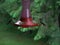 Hummingbirds feeding on a red hummingbird feeder in summer in Minnesota