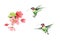 Hummingbirds flying around Flowers Watercolor Bird Illustration Hand Drawn