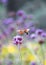 Hummingbirds and hawk moths gather honey