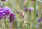 Hummingbirds and hawk moths gather honey