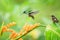 Hummingbirds hovering next to orange flower and another bird sitting on leave,tropical forest,Ecuador,