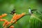 Hummingbirds hovering next to orange flower and another bird sitting on leave,tropical forest,Ecuador,