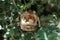 Hummingbirds nest with eggs