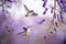 Hummingbirds over background of purple wisteria