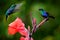 Hummingbirds from in the red bloom flower, Santa Marta, Colombia. Wildlife from tropic jungle. Violet Crowned Woodnymph,