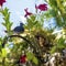 Hummingbirds remember every flower they`ve ever visited for nectar and will go back to them time and again