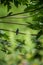 Hummingbirds sitting on branches of tree, hummingbird from tropical rainforest,Peru,bird perching