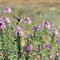 Hummingbirds on wild flowers Rocky Mountain Bee Plant Cleome se