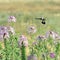 Hummingbirds on wild flowers Rocky Mountain Bee Plant Cleome se