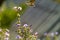 Hummingmoth (Macroglossum stellatarum)