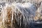 Hummock of a dry grass in hoarfrost.