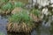 Hummocks of green and gray grass in the water of the reservoir