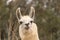 Humorous alert head shot of white smiling llama, alpaca has smile with teeth showing, ears up, kind eyes