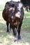 Humorous brown cow with fall leaf on nose - grass and trees