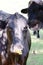 Humorous brown cow with fall leaf on nose - grass and trees