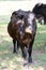 Humorous brown cow with fall leaf on nose - grass and trees