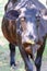 Humorous brown cow with fall leaf on nose - grass and trees