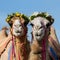 Humorous camels Wearing flower wreaths bring smiles to viewers