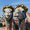 Humorous camels Wearing flower wreaths bring smiles to viewers