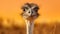 Humorous Caricature: Close-up Avian Portraits Of Ostrich In Golden Light