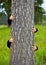 Humorous collage - man climbs up a tree