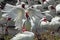 Humorous group of white ibis in Florida.