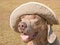 Humorous image of a Weimaraner dog wearing a hat