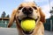Humorous and joyful labrador retriever dog playing happily with a ball in its mouth and looking at the camera