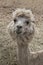 Humorous llama looks at camera