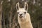 Humorous llama showing teeth, aggressive alpaca, evil smile with ears up close up head shot