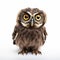 Humorous Owl With Big Eyes On White Background