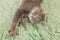 Humorous photo of grey cat sleeping on green carpet, sleepy cat, domestic kitten, funny lazy dreaming cat