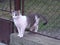 Humorous photo of white and tabby cat standing in a hole in the fence