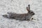 Humorous rabbit lying down to rest