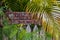 Humorous rustic wooden sign by picket fence in Key West surrounded by tropcal plants says Help a local sleep- Take a chicken with