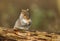 A humorous shot of a cute Grey Squirrel Scirius carolinensis holding an acorn cupped in its paws.