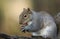 A humorous shot of a cute Grey Squirrel Scirius carolinensis holding two hazel nuts sitting on a log.