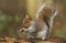 A humorous shot of a cute Grey Squirrel Scirius carolinensis with a nut in its mouth sitting on a log.