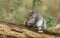 A humorous shot of a cute Grey Squirrel Scirius carolinensis sitting on a log holding an acorn.