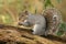 A humorous shot of a cute Grey Squirrel Scirius carolinensis trying to carry two nuts one in its mouth and one in its paws sitti